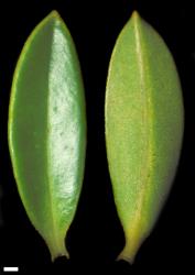 Veronica venustula. Leaf surfaces, adaxial (left) and abaxial (right). Scale = 1 mm.
 Image: W.M. Malcolm © Te Papa CC-BY-NC 3.0 NZ